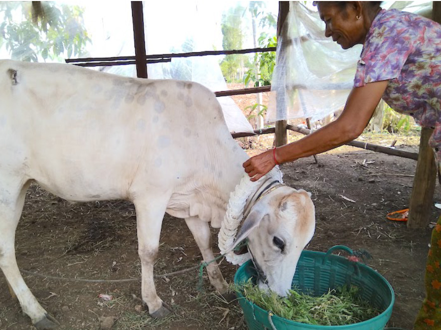 雌牛の貸し出システム