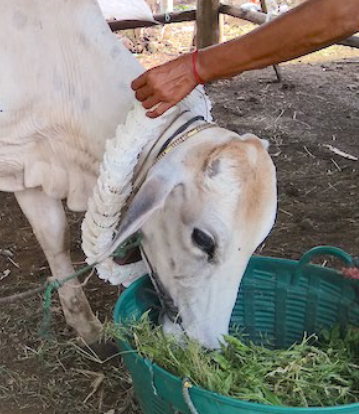 バドミントンのシャトルでできた首輪